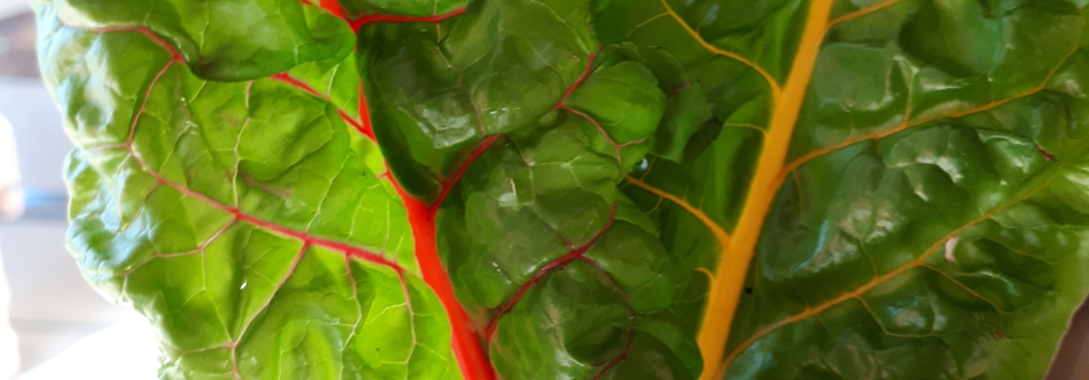 Picture of some fresh greens from my garden that I turned into pesto